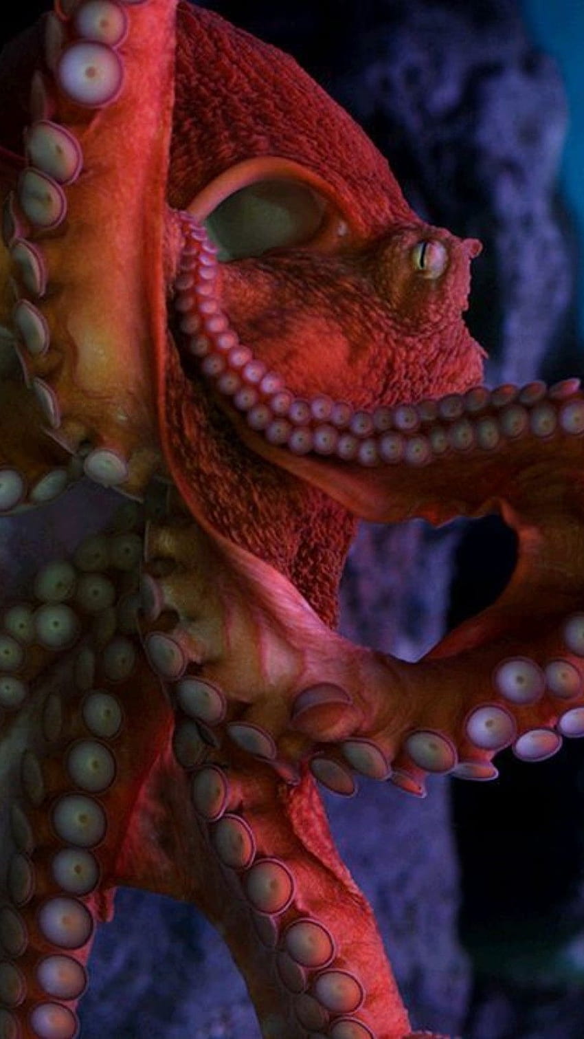 Octopus, Red HD phone wallpaper