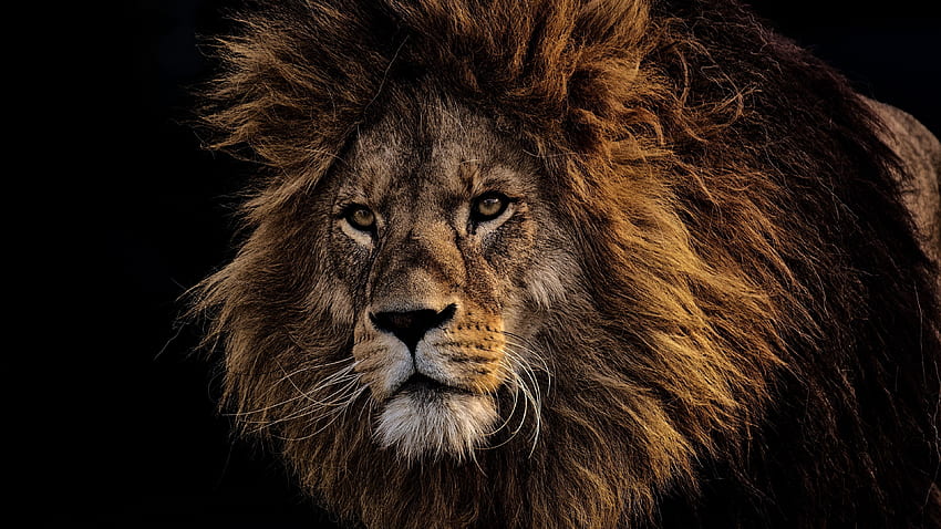 lion, mane, predator, king of beasts, U HD wallpaper