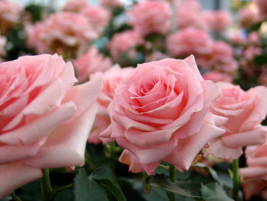 Pink Roses, roses, petals, beautiful, flowers HD wallpaper