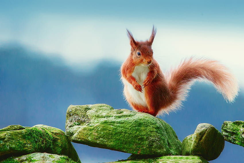 Red Squirrel, moss, red, rodent, rock, squirrel HD wallpaper