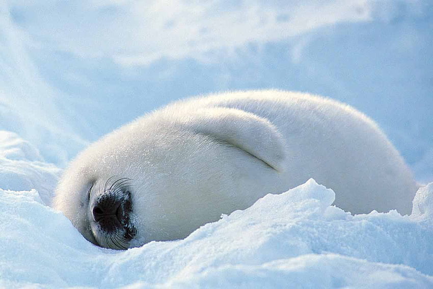 Baby Seal, Cute Seal HD wallpaper