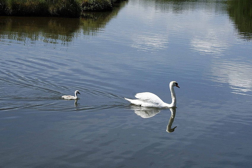 Wait for me mum!! , swans, animals HD wallpaper