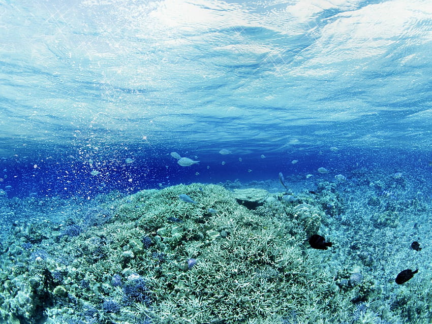 Under Water, Underwater HD wallpaper