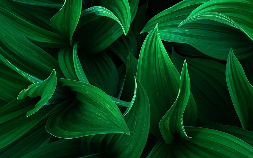 foglie verdi 3D, erba, concetti ecologici, piante, foglia astratta Sfondo HD