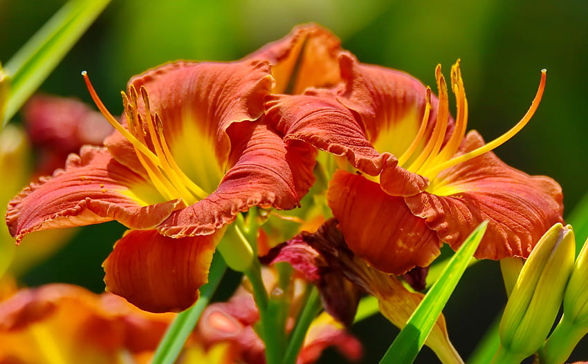 Orange lilies, summer, garden, beautiful, scent, orange, spring, lily, fragrance HD wallpaper