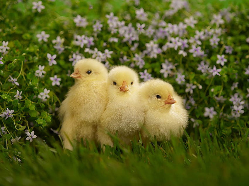 Funny Chicks - Baby Chicks And Flowers HD wallpaper | Pxfuel