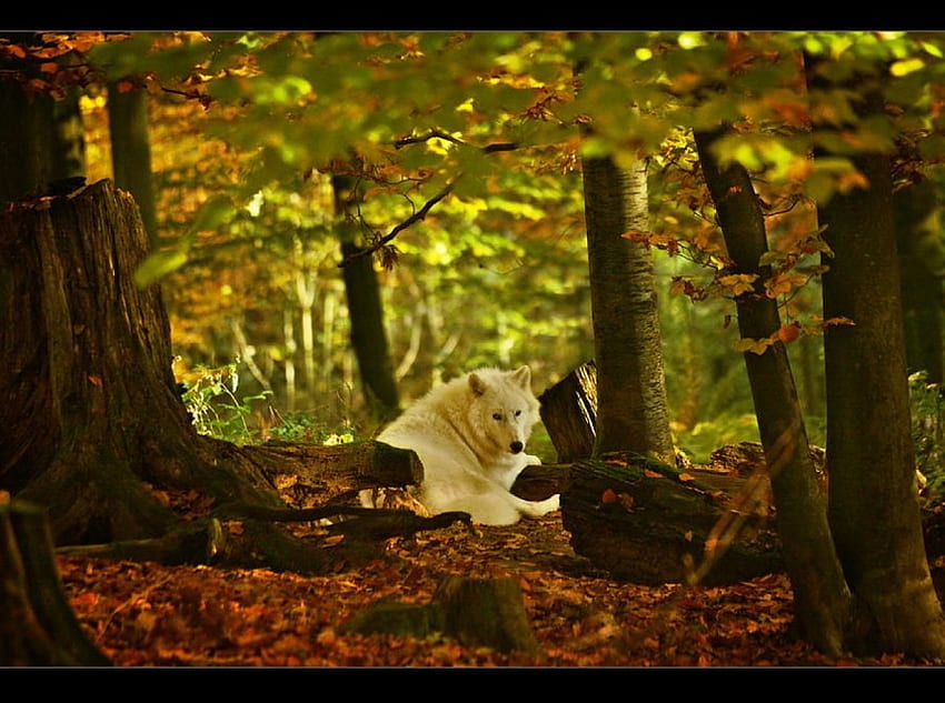 White Wolf, white, stumps, Fall, wolf, wild, leaves, logs, trees, autumn, forest HD wallpaper