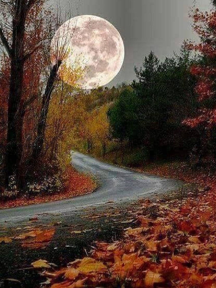 Hojas de otoño y luna llena. Siempre me recuerda a ti. Paisajes de otoño, grafía de la naturaleza, Luna hermosa fondo de pantalla del teléfono