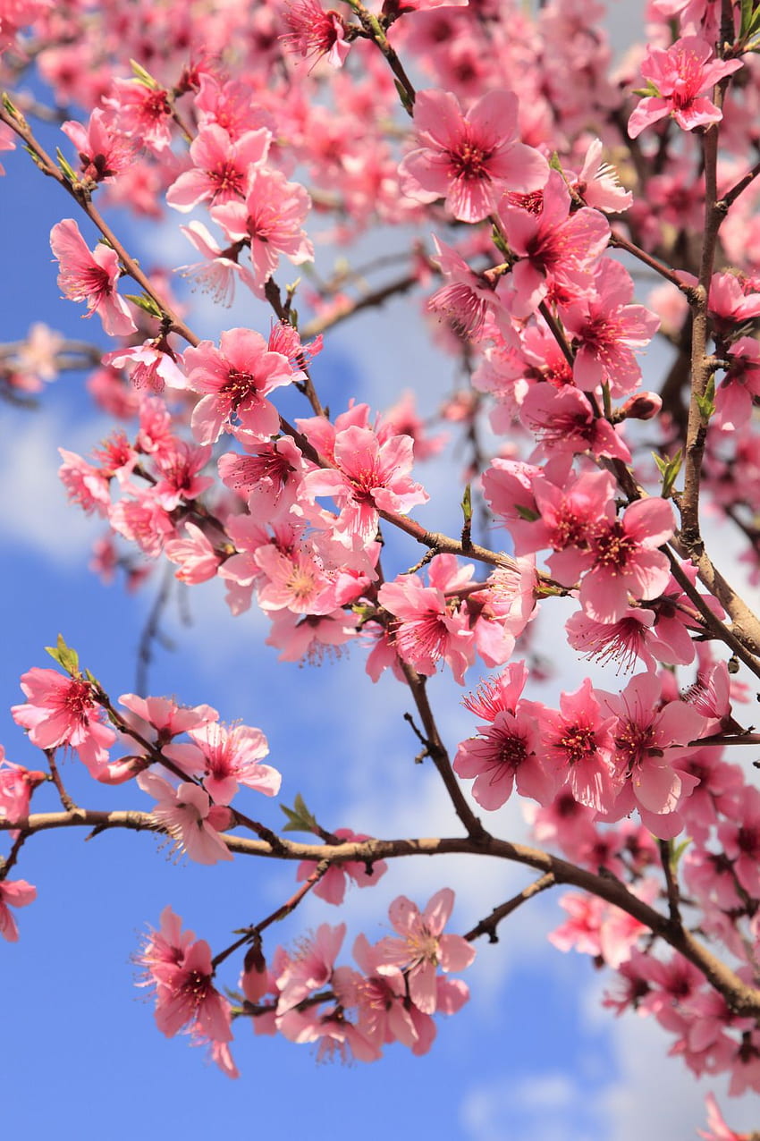 Brzoskwiniowe Drzewo, Brzoskwiniowy Kwiat Tapeta na telefon HD
