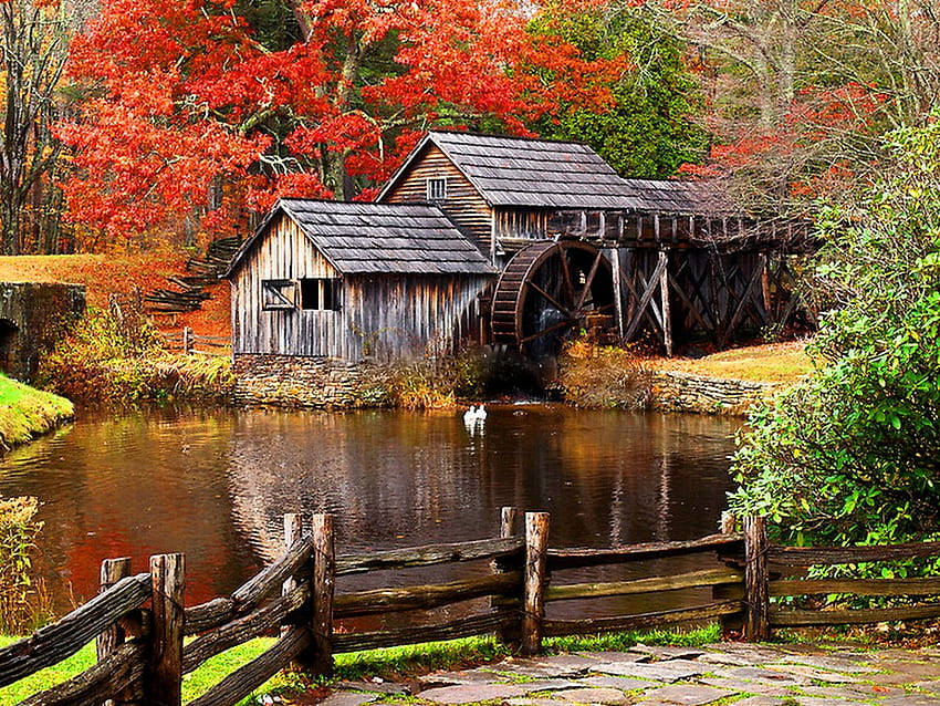 Pabrik hutan, pabrik, musim gugur, warna, musim gugur, alam, kincir air, air Wallpaper HD