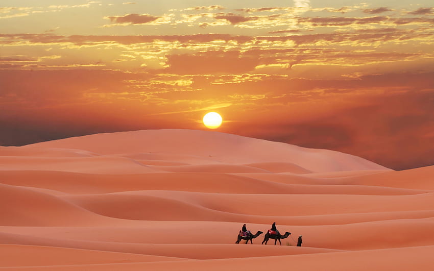 Landscape, Desert, Camels HD wallpaper