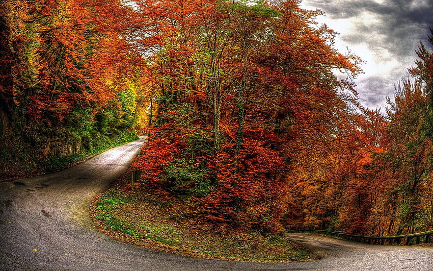 Jalan Hutan Musim Gugur, warna, rumput, Jeruk, hari, daun, hijau, kuning, merah, awan, pohon, musim gugur, jalan, alam, langit Wallpaper HD