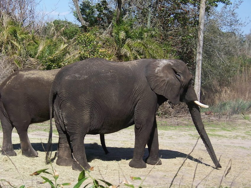 The Elephant walk, grande, vida selvagem, animais, elefante papel de parede HD