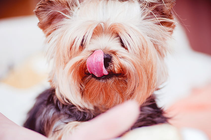 Animals, Dog, Licks, Licked, Yorkshire Terrier HD wallpaper