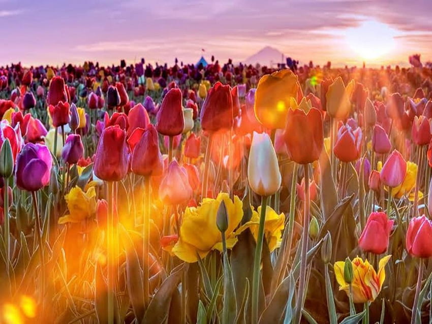 Beleuchtetes Tulpenfeld, Blendung, Strahlen, Feld, farbige Tulpen, Natur, Sonne HD-Hintergrundbild