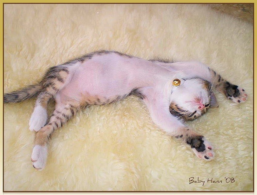 Sleeping kitten, kitten, rug, cat, feral, sleeping HD wallpaper