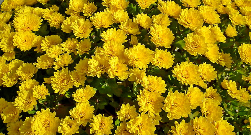 Chryzantema, żółte kwiaty, kwitną Tapeta HD