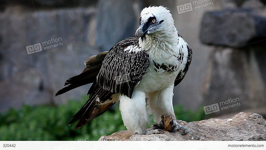 Bearded Vulture - Animal, Beard, Bird HD wallpaper