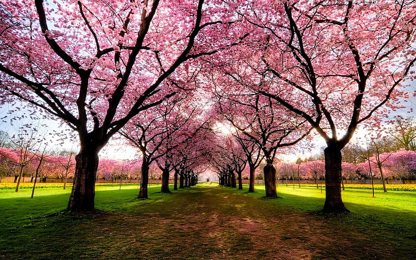 หญ้า: ทิวทัศน์ถนนสีชมพูสดใส ต้นไม้ ใบไม้ สีสันที่เงียบสงบ วอลล์เปเปอร์ HD