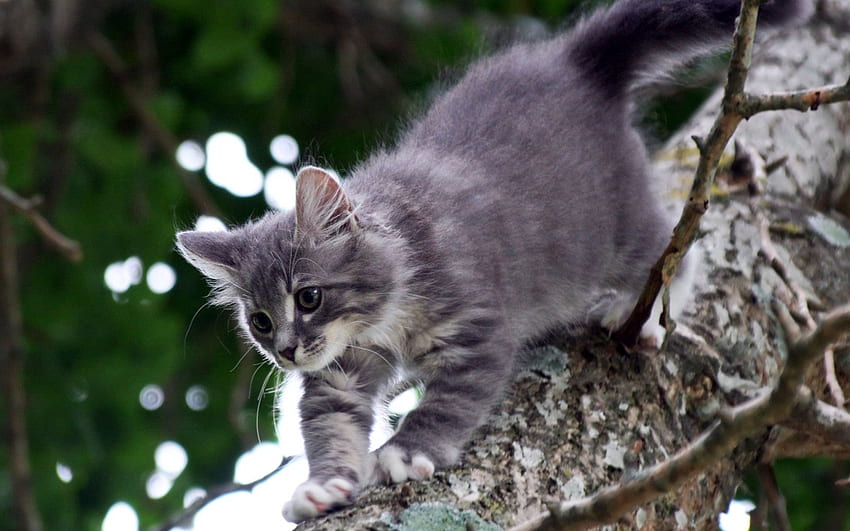 Animals, Trees, Cat, Kitty, Kitten, Grey, Stroll HD wallpaper