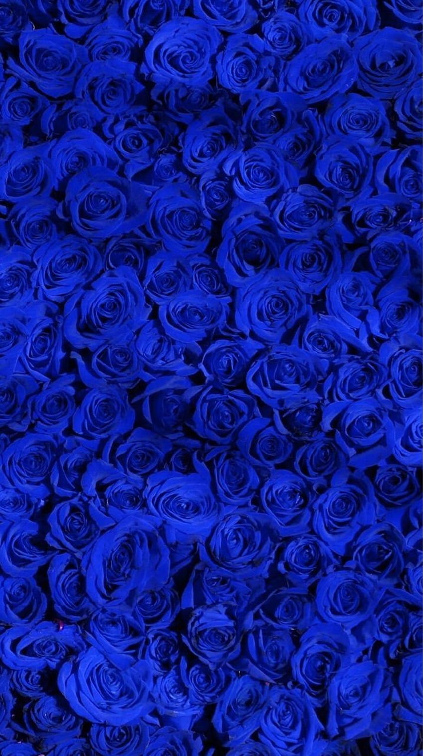 青と背景について 青いバラ、青い花、ロイヤル ブルー、青い花の電話 HD電話の壁紙