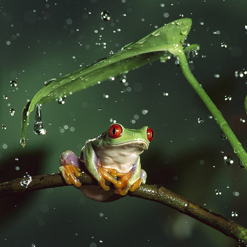 Bing Tree Frog HD phone wallpaper