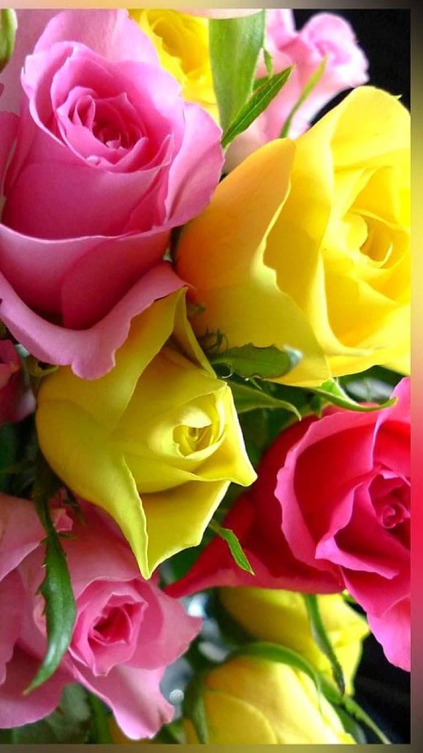 愛のバラは赤です。 美しいバラの花、バラの花、素晴らしい、ピンクと黄色の花 HD電話の壁紙
