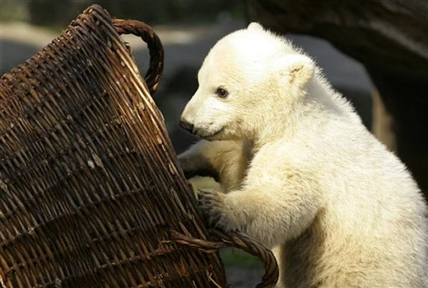 Knut playing, berlin, basket, knut, bear, polar, cute, zoo Wallpaper HD