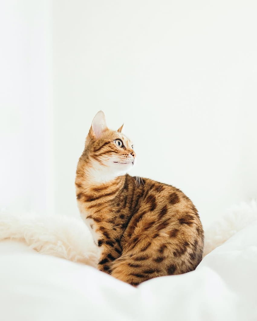 Great Bengal Cats оранжев стил. Сладка котка, Стайна котка, Погребение на домашен любимец HD тапет за телефон
