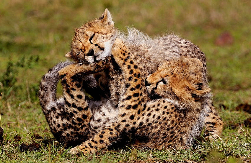 Animals, Cheetah, Young, Spotty, Spotted, Play, Cubs HD wallpaper