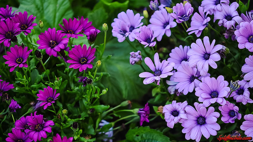Purple Daisies, Daisy HD wallpaper