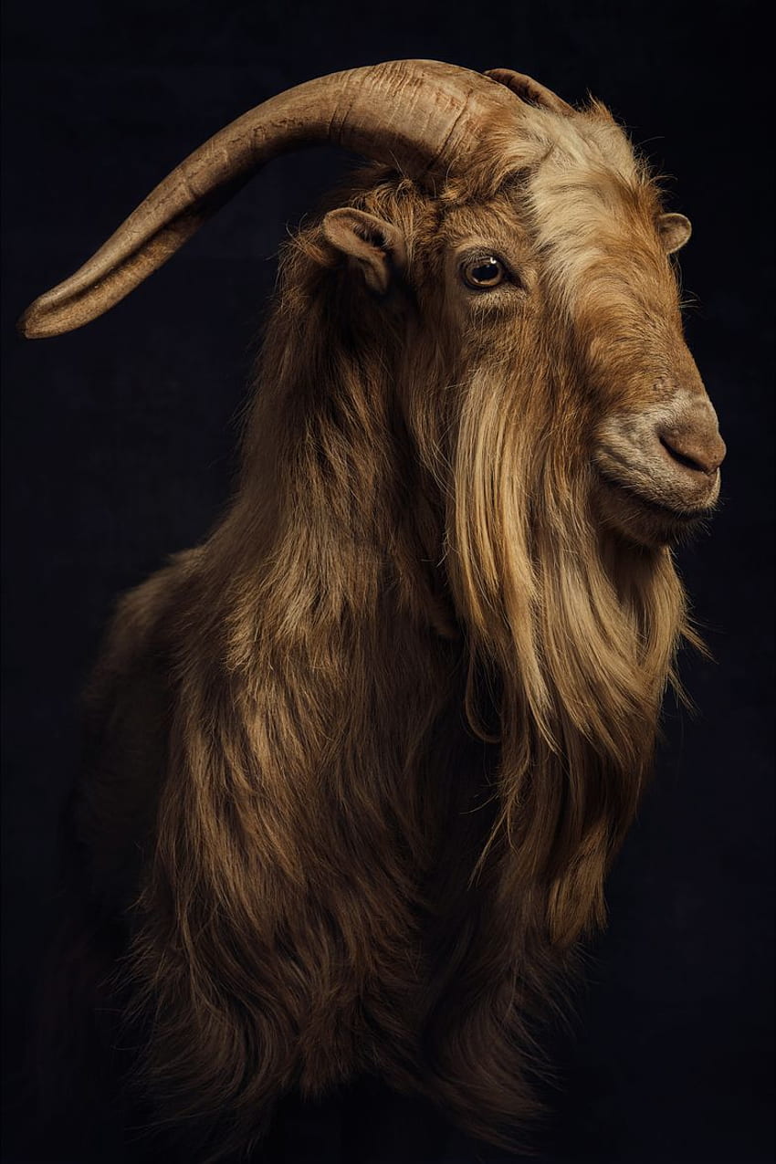 Leo Messi Is the G.O.A.T, Messi Goat HD phone wallpaper