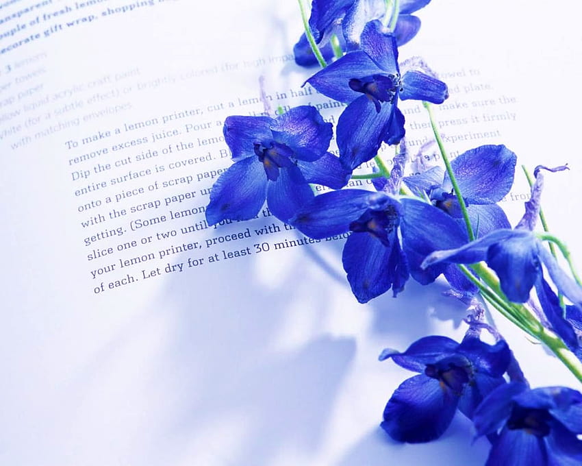 A lovely read, blue, orchid, read, page HD wallpaper