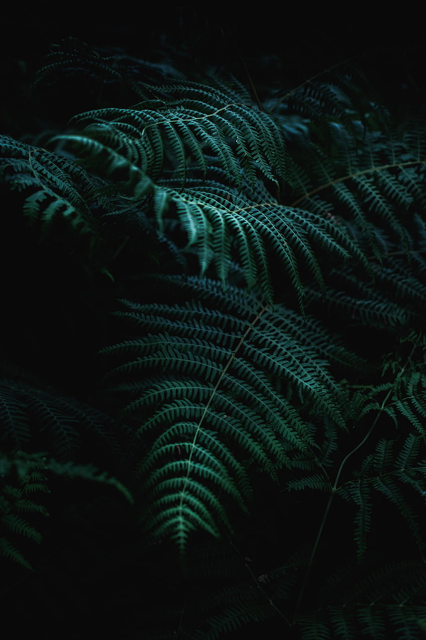 Plant, Macro, Fern, Branch HD phone wallpaper