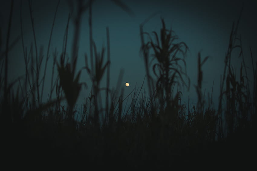 Plants, Grass, Night, Twilight, Moon, Dark, Dusk, Outlines HD wallpaper