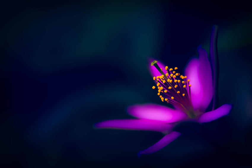 Lila Blume, Makro, Blütenblätter, Staubblätter HD-Hintergrundbild