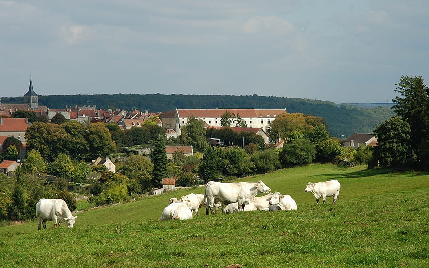 Cow Pasture in Burgundy, France, landscape, France, cows, pasture HD wallpaper