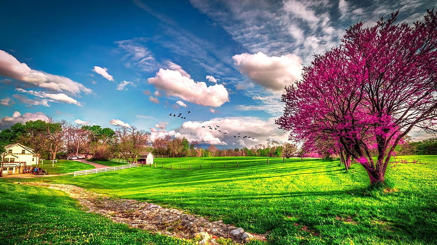 Japoński Ogród Czasu Wiosna Przyroda Pełny ekran Niesamowita, niesamowita sceneria Tapeta HD