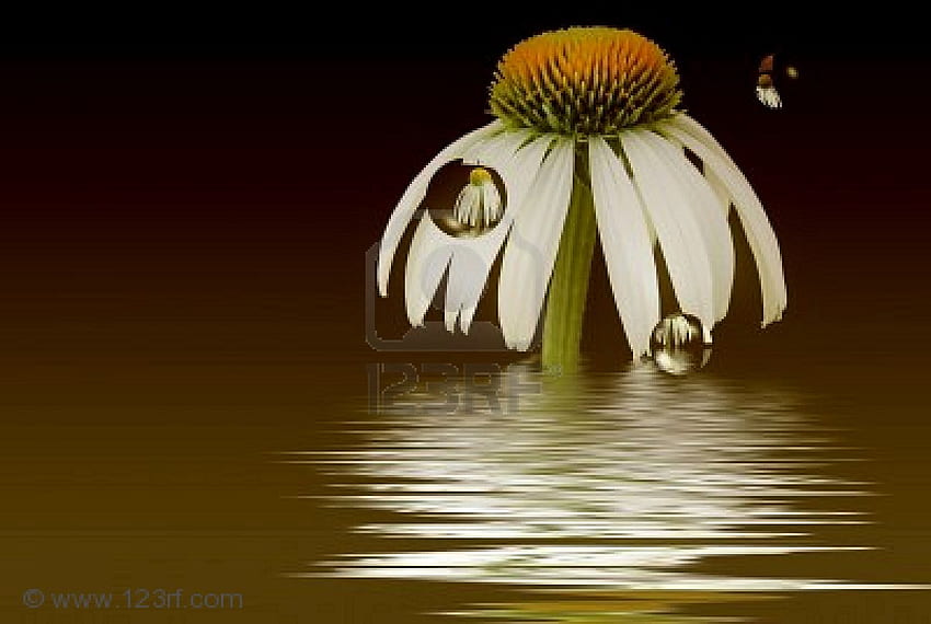 Cone, reflection, flower, drops, beautiful, nature, water HD wallpaper