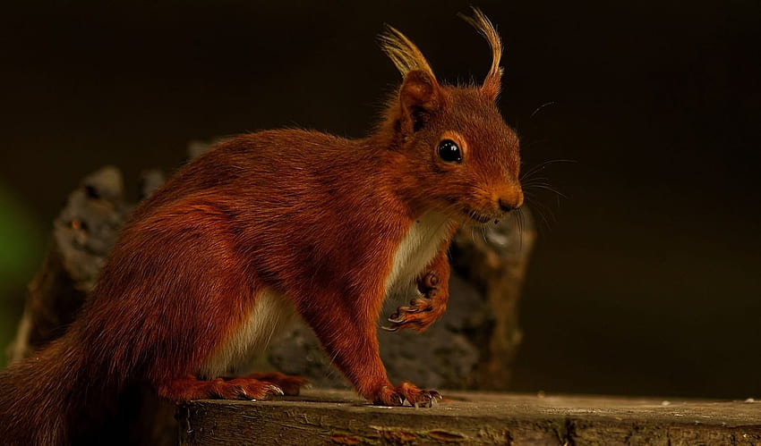 Red squirrel . HD wallpaper