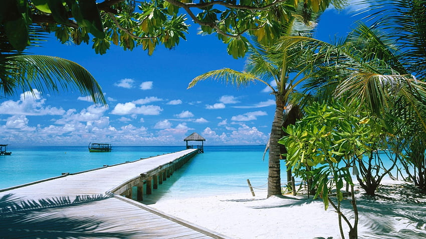 海の風景 ビーチ モルディブ ヤシの木 青い空 – 自然のビーチ, モルディブ諸島 高画質の壁紙