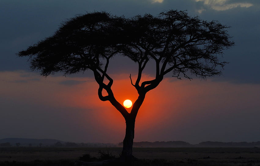 deserted, sundown, beautiful, tree, desert, nature, sky, sun, silhouette, sunset HD wallpaper