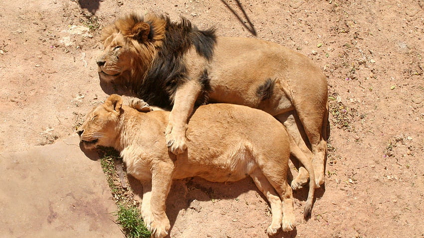 Animali, leoni, coppia, coppia, sdraiarsi, sdraiarsi, leone, leonessa, sognare, dormire Sfondo HD