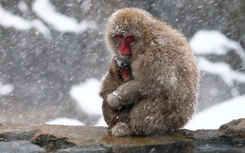 Macaque Japonês Completo e Fundo., Animal Japonês papel de parede HD