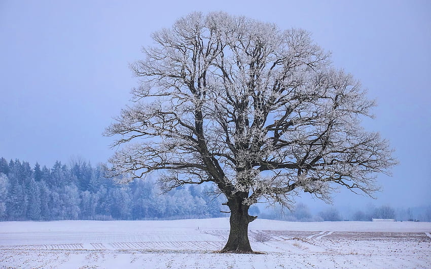 Oak in the Field, inverno, Letônia, carvalho, campo, neve papel de parede HD