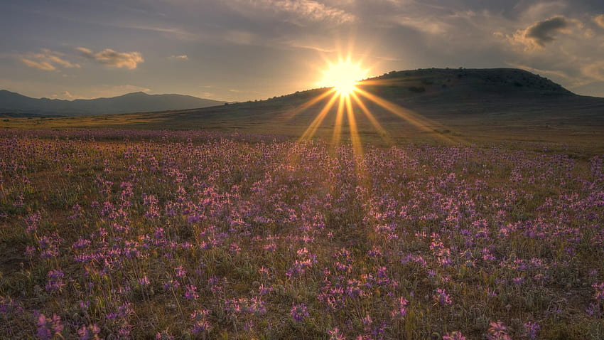 Natura, kwiaty, zachód słońca, słońce, blask, światło, promienie, belki, pole, wieczór Tapeta HD