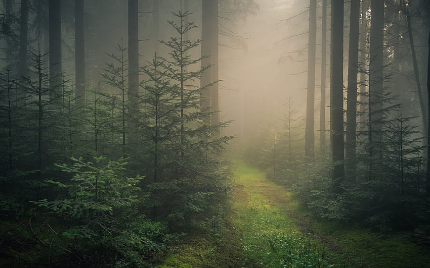 ป่าดำ เยอรมนี - . ป่าดำเยอรมนี ป่าลึกลับ พื้นหลังป่า แล็ปท็อปป่ามืด วอลล์เปเปอร์ HD
