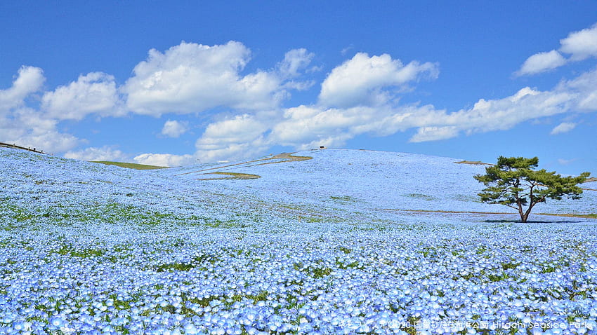 This park is in full bloom with no visitors in sight - When In Manila, Hitachi Seaside Park HD wallpaper