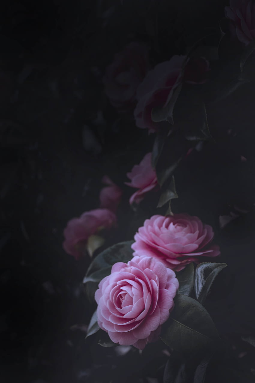 Blumen, Rosen, Rosa, Strauch, Blüte, Blüte, Knospen HD-Handy-Hintergrundbild