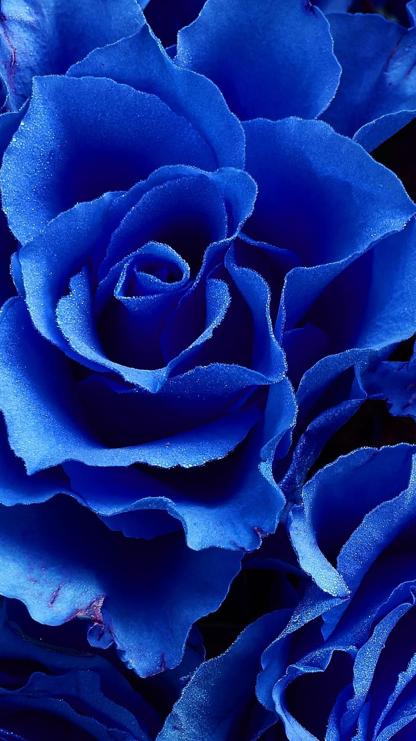 Blue rose, flowers, close up . Blue flower , Blue roses , Blue flowers, Dark Blue Rose Abstract HD phone wallpaper